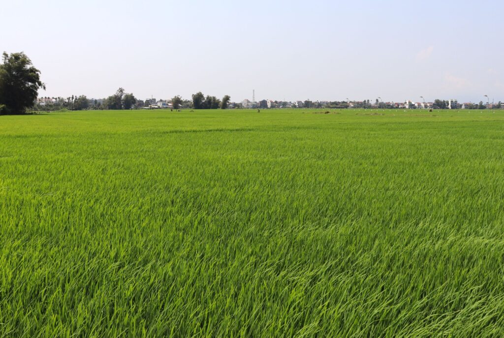 Hoi An Vietnam Rice field