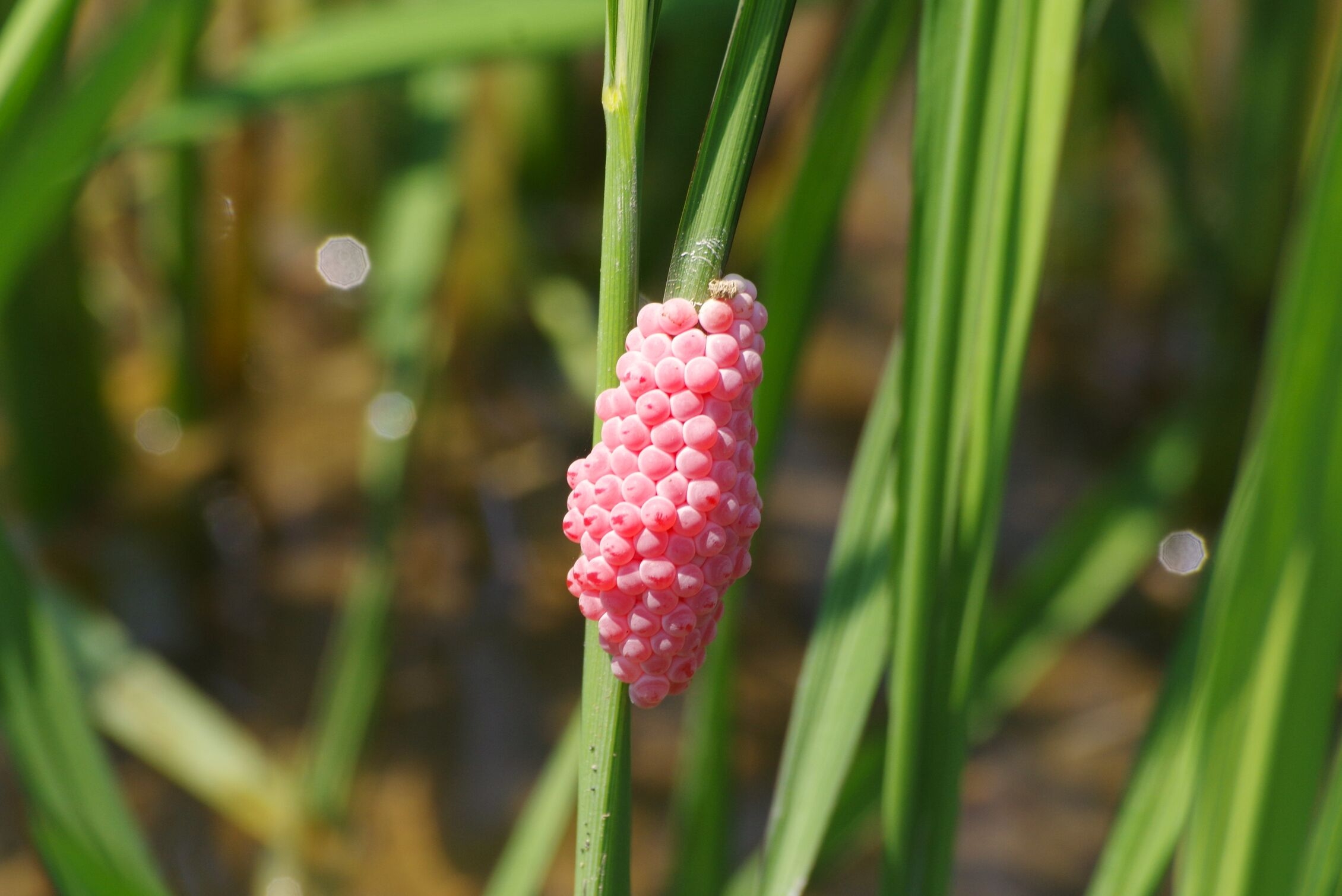 Snail eggs in a rice field