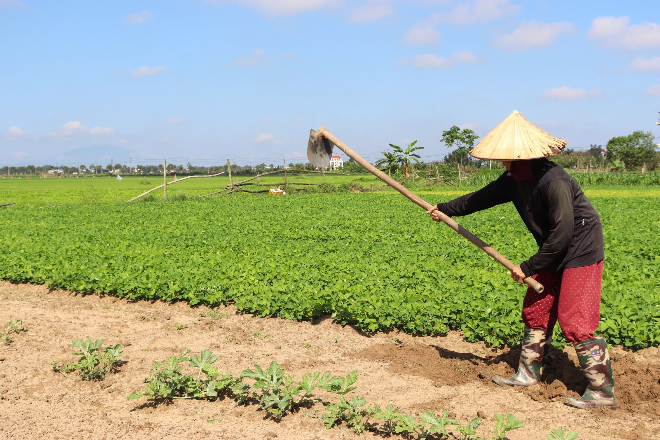Hoi An Vietnam farmer at work