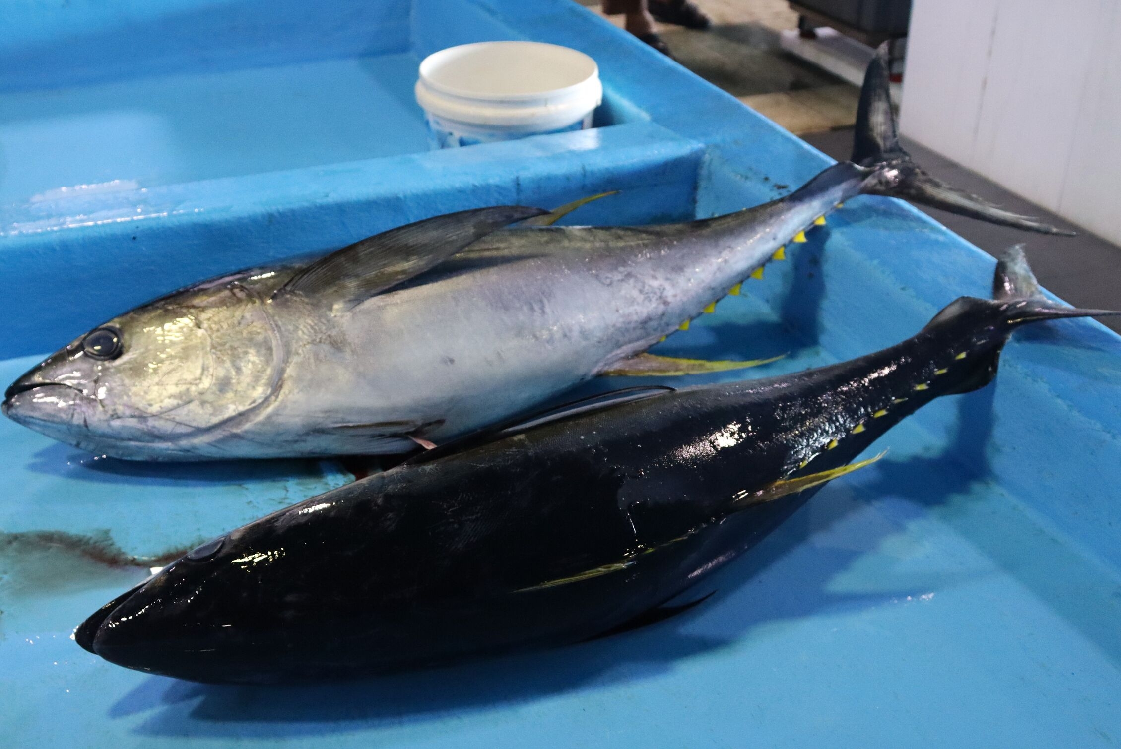 Tuna, fish market of Male, Maldives
